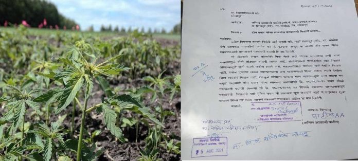 सोलापूरच्या शेतकऱ्याने कलेक्टरकडे मागितली शेतात चक्क गांजा लावण्याची परवानगी.