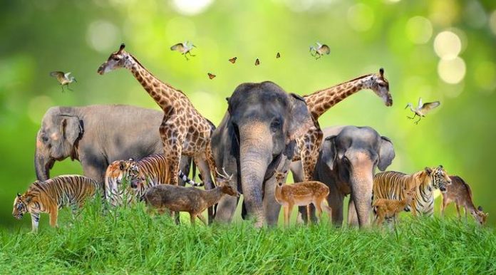 world animal day pictures