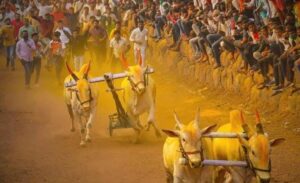 बैलगाडी शर्यत परवानगीचे अधिकार संबंधित तालुक्याचे उपविभागीय अधिकारी यांना प्रदान