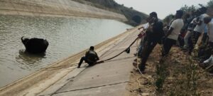 गोसेखुर्द नहरात पडला ' रानगवा ' तिन तासांच्या रेस्क्यु नंतर रानगव्याला बाहेर काढण्यात यश