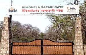 ताडोबा बफर क्षेत्रात वाघाच्या हल्ल्यात स्वच्छता कर्मचार्‍याचा मृत्यू