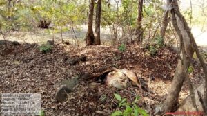 कुंभेट बीबट्याने पाडला दोन जनावरांचा फडशा, ग्रामस्थांमध्ये भितीचे सावट