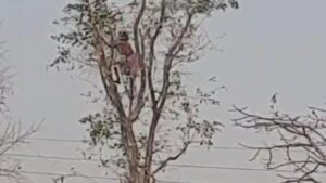आदिवासी महिला तब्बल ३० फूट उंचीवरील झाडावर चढली; पोटासाठी
