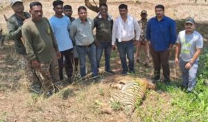 बल्लारपूर वनपरिक्षेत्रात वाघाच्या बछड्याचा मृत्यू • मोठ्या वाघाच्या हल्ल्यात बछडा मृत झाल्याचा अंदाज
