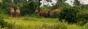 घाटी येथील तेंदूपत्ता मजूरावर रानटी हत्तीचा कळपाचा हल्ला,मजूरांची पळापळ,१ जखमी