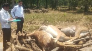 तळोधी वनपरिक्षेत्रात रेल्वेच्या धडकेत तीन चितळांचा मृत्यू