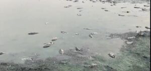 वेकोलीच्या पवनी कोळसा खाणीतील रासायनिक द्रव्यांमुळे तलावातील शेकडो मासोळ्यांचा मृत्यू! • राजेश बेले यांची कारवाईची मागणी