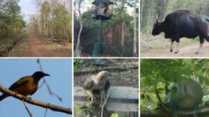 ताडोबात उद्या निसर्गप्रेमी घेणार बुद्ध पौर्णिमेनिमित्त 'निसर्ग अनुभव' 🌳🏞️ 🛑 🔭 ८९ मचानांवरून केली जाणार प्राणी गणना 🐅🐘