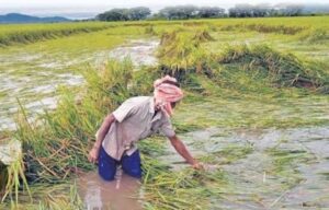 संतप्त शेतकऱ्यांची उपहासात्मक मागणी ! पिकविम्याचे १८०० रुपये बँकेतून काढण्यासाठी पोलीस संरक्षण द्या !