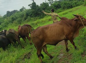 गोवंशीय जनावरे कत्तलीसाठी आरोपींनी लढवली नवीन शक्कल