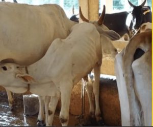 देशी गायींचे पालन पोषण अनुदानासाठी ऑनलाईन अर्ज करण्यास 5 जानेवारीपर्यत मुदतवाढ