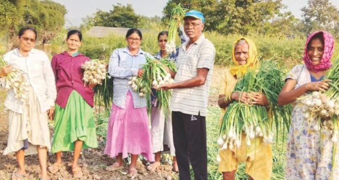अलिबाग चा पांढरा कांदा लवकरच बाजारात