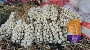 अलिबागचा बहुप्रतिक्षीत पांढरा कांदा बाजारात दाखल